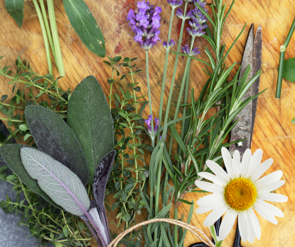 la magie des plantes dans la cuisine